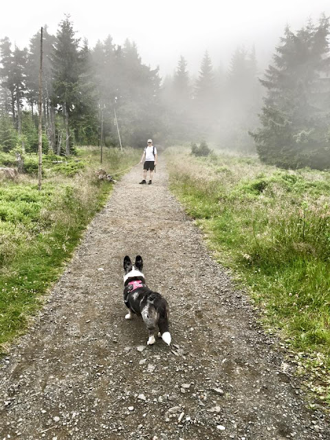 podróże z psem, w podróży z psem, wakacje z psem, welsh corgi, welsh corgi cardigan, cardigan, w samochodzie z psem, bezpieczna podróż z psem, jak przewozić psa w samochodzie